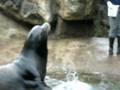 Sea Lion and Seal