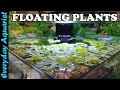 Benefits Of Floating Plants In Aquarium