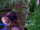 Triubute to Steve Irwin Episode 1 Part 2