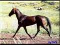 Ahal Teke Atlary
