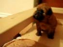 Wheaten puppies