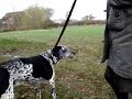 eric-our-dog-a-dalmation-pointer-cross.html