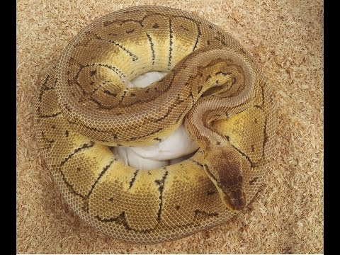 YouTube reptile video