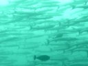 Diving in a school of barracuda's