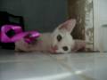 videos de Belinha