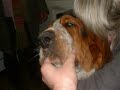 Bosti (Basset Hound)