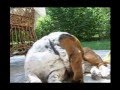 Basset Hound video