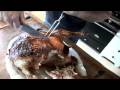 Easy roast turkey