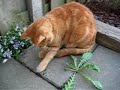 Kat vs hommel Kat vs hommel