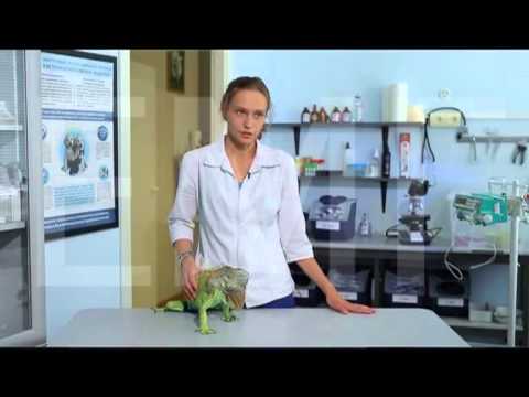 Травмы у Игуан