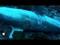 It's a Shark-Eat-Shark World