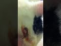 A cyst popped on my cat's head