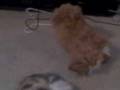 videos de Zoie again