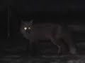 Fox Mating Call Fox Mating Call