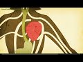 http://www.youtube.com/watch?v=U_FvRYGMQQ4 - Site To Purchase Green Coffee Extract