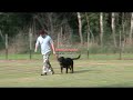 Rottweiler 8 month working dog