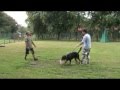 Rottweiler 8 month working dog