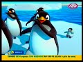 pigloo- le papa pingoin