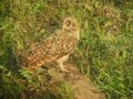 BUHO CAMPESTRE / SHORT-EARED OWL