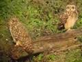BUHO CAMPESTRE / SHORT-EARED OWL