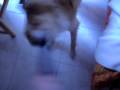 videos de alex il cagnolino di citta'