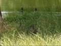 Hunting in Romania - Wild duck