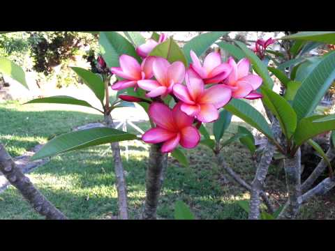 how to transplant pungas