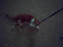 Cat 1