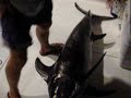 TEXAS fishing WILDCATTER SWORDFISH