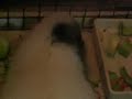 fatsos-unknown-vocalization-hooting.html