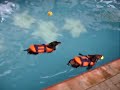 Swimming Sausages Swimming Sausages