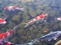 Koi Fish Swimming in Nagoya