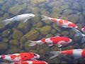 Koi Fish Swimming in Nagoya