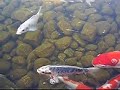 Koi Fish Swimming in Nagoya