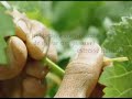 Carmenere - A uva chilena (2°Parte)