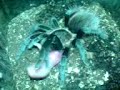 Brachypelma angustum vs noworodek mysi Brachypelma angustum vs noworodek mysi
