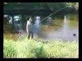 Towy seatrout (sewin)