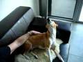 Basenji video