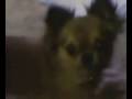 Video-from-My-Phone-
