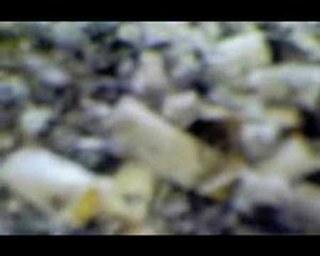 St. Cuthbert's Burials - Esmerelda