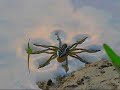 Aquatic Arthropods Aquatic Arthropods