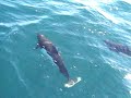 Dalls porpoises Dalls porpoises