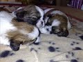 Shih Tzu puppies and Golden retriever dedication