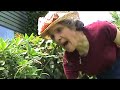 Deadheading Rhododendoms