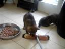 chiot loup tcheque de  alpha et vaicko