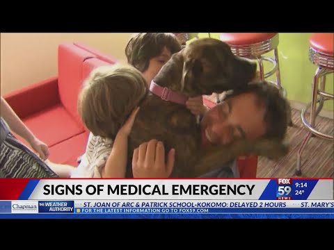 Veterinarian explains when to wait to take pet to E.R.