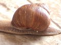 Schnecke Snail
