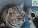 Cattery Rekymu - Video 003