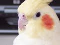 Daybreak for Pico: Happy Parrot
