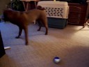 Mr. Tobler Shar Pei - Chasing Car